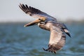 Brown pelican in flight, Estero Lagoon,