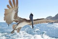 Brown pelican in flight. Royalty Free Stock Photo