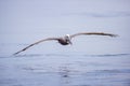 Brown Pelican in flight Royalty Free Stock Photo