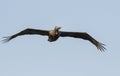 Brown Pelican in flight, Hilton Head Island beach, South Carolina Royalty Free Stock Photo