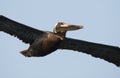 Brown Pelican in flight, Hilton Head Island beach, South Carolina Royalty Free Stock Photo