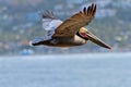 Brown Pelican in Flight Royalty Free Stock Photo