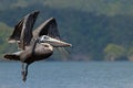 A brown pelican in flight in Los Haitises national park, Dominican Republic Royalty Free Stock Photo