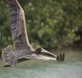 Brown Pelican in flight Royalty Free Stock Photo