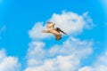 Brown Pelican in flight over Galapagos Islands Royalty Free Stock Photo