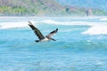 Brown Pelican in flight over the ocean Royalty Free Stock Photo