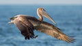 Brown pelican in flight, Estero Lagoon,