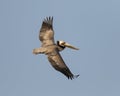 Brown Pelican in flight - Salton Sea, California Royalty Free Stock Photo