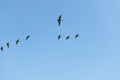 Brown Pelican Flight