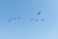 Brown Pelican Flight Royalty Free Stock Photo