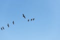 Brown Pelican Flight