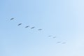 Brown Pelican Flight Royalty Free Stock Photo