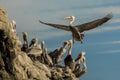 Brown Pelican in flight Royalty Free Stock Photo