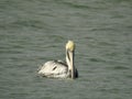 Brown Pelican Floating in the Laguna Madre, Pelecanus occidentalis