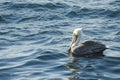 Brown Pelican, Wild Birds