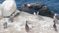 Pelican flock, colony of bird, seal or sea lion, rock by ocean water, California Royalty Free Stock Photo