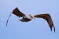The brown Pelican fly over Royalty Free Stock Photo