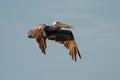 Brown pelican fly over sea Royalty Free Stock Photo