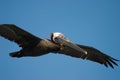 Brown pelican flying