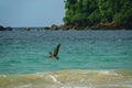 Brown Pelican flying in the Bloody Bay on the Caribean Island of Tobago Royalty Free Stock Photo
