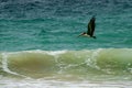 Brown Pelican flying in the Bloody Bay on the Caribean Island of Tobago Royalty Free Stock Photo