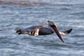 Brown Pelican flying during afternoon golden hour at Cambria on the central coast of California USA Royalty Free Stock Photo