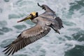 Brown Pelican Flying, California Royalty Free Stock Photo