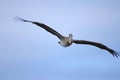 Brown Pelican flying in the Galapagos Islands Ecuador Royalty Free Stock Photo