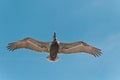 Brown Pelican flying