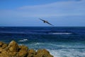 Brown pelican flying over deep blue water of Atlantic Ocean towards shore Royalty Free Stock Photo