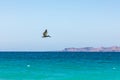 Brown Pelican flying over the Gulf of California Royalty Free Stock Photo