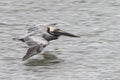 Brown Pelican Flying