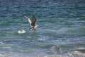 Brown Pelican flying over the Sea of Cortez Royalty Free Stock Photo