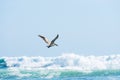 Brown Pelican flying over the stormy ocean