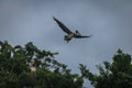 Brown pelican flying over a tree - Panama City, Panama Royalty Free Stock Photo