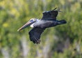 Brown pelican flying over the wetlands beside the Marsh Trail in the Ten Thousand Islands National Wildlife Refuge. Royalty Free Stock Photo