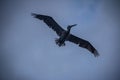 Brown pelican flying - Panama City, Panama Royalty Free Stock Photo