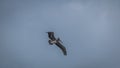 Brown pelican flying - Panama City, Panama Royalty Free Stock Photo