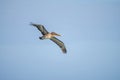 Brown Pelican flying at San Cristobal in the Galapagos Islands Ecuador Royalty Free Stock Photo