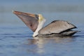 Brown Pelican with a full pouch as it forages in a lagoon - Pine