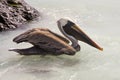 Brown Pelican - Galapagos Islands Royalty Free Stock Photo