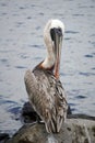 Brown pelican of Galapagos islands cleaning his feathers Royalty Free Stock Photo