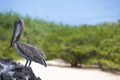 Brown pelican with green background, Galapagos, Ecuador. Royalty Free Stock Photo