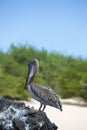 Brown pelican with green background, Galapagos, Ecuador. Royalty Free Stock Photo