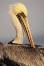 Brown Pelican Grooming Royalty Free Stock Photo