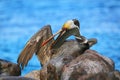 Brown pelican grooming, Espanola Island, Galapagos National park, Ecuador Royalty Free Stock Photo