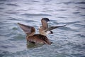 Brown Pelican with Gull Passenger Royalty Free Stock Photo