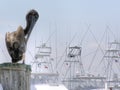 Brown pelican in the harbor with fishing boats sitting in the background Royalty Free Stock Photo