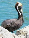 Brown Pelican Royalty Free Stock Photo