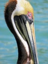 Brown Pelican Royalty Free Stock Photo